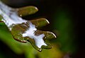 Image 727Small leaf after rainfall, Ponte de Sor, Portugal