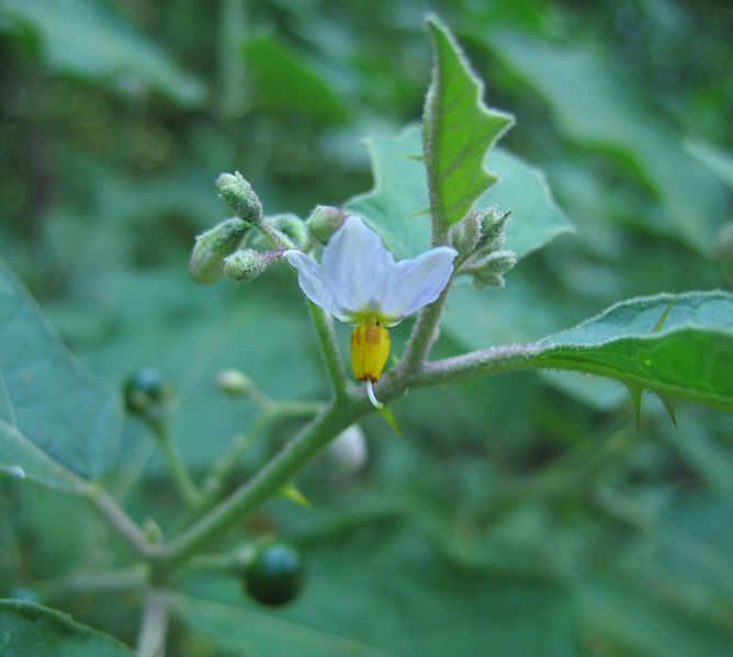 File:Solanum indicum flower.jpg