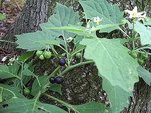 Leaves, flowers and fruit of S. nigrum Solanum nigrum leafs flowers fruits.jpg