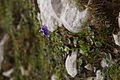 Soldanella alpina PID1867-3.jpg