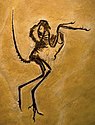 Das Solnhofener Archaeopteryx-Exemplar