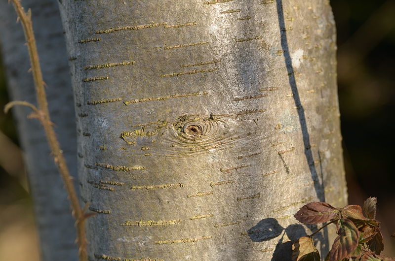 File:Sorbus aucuparia Lentizellen.jpg