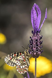 Spanish festoon (Zerynthia rumina) underside.jpg