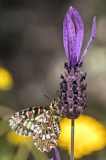 Spanish festoon (Zerynthia rumina) on French lavender (Lavandula stoechas)