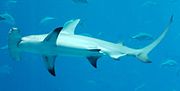 Thumbnail for Great hammerhead shark