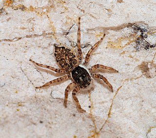 <i>Menemerus animatus</i> Species of spider