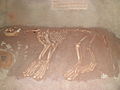 скелет на пештерски лав изложен во загребската зоолошка градина