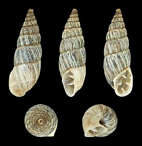 Spixia martensii