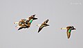 Spot billed ducks flying.jpg