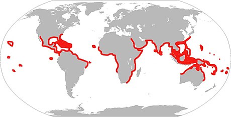 File:Spotted Eagle Ray Range Map.jpg