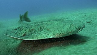 <i>Squatina squatina</i> Species of shark