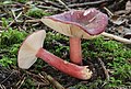 * Nomination Russula queletii --Holleday 21:05, 19 January 2015 (UTC) * Promotion Good quality. --Poco a poco 21:14, 19 January 2015 (UTC)