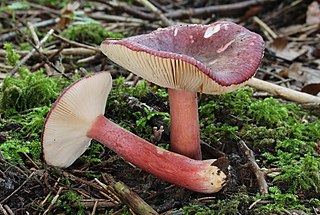 <i>Russula queletii</i> Species of fungus