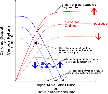 The horizontal axis of Guyton diagram represents right atrial pressure or central venous pressure, and the vertical axis represents cardiac output or venous return. The red curve sloping upward to the right is the cardiac output curve, and the blue curve sloping downward to the right is the venous return curve. A steady state is formed at the point where the two curves meet. Starling RAP combined.svg