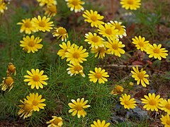 Starr-180323-0112-Thymophylla tenuiloba-flowers-Kahului Airport-Maui (39431418490).jpg