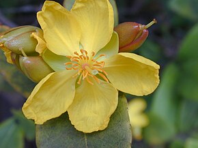 Beskrivelse av Starr-bilde 010914-0081 Ochna thomasiana.jpg.