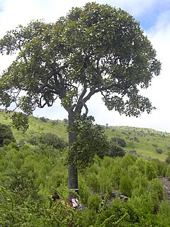 <i>Tetraplasandra</i> Genus of plants