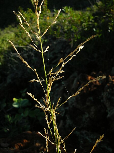 File:Starr 041229-2580 Eragrostis atropioides.jpg