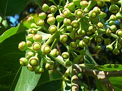 Fruit non mûr d'Eucalyptus deglupta.