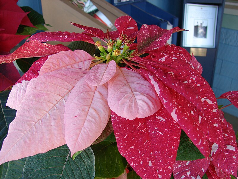 File:Starr 061223-2785 Euphorbia pulcherrima.jpg