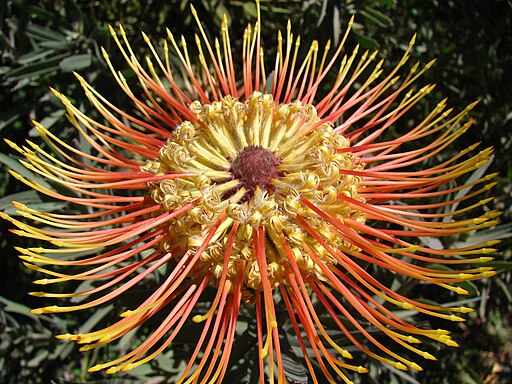 Starr 071024-0306 Leucospermum sp.