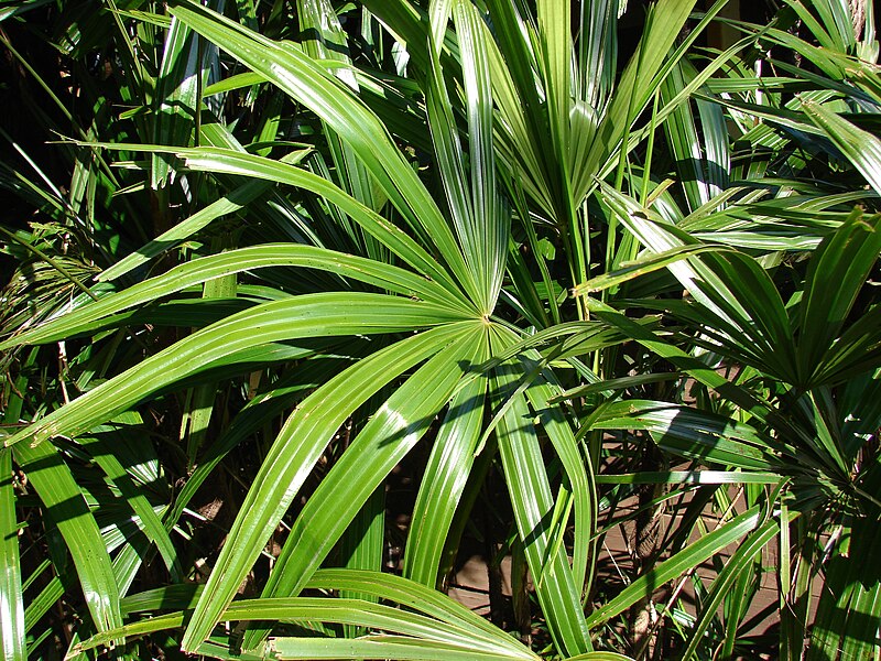 File:Starr 080418-4217 Rhapis excelsa.jpg