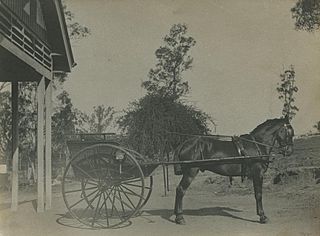 <span class="mw-page-title-main">Trap (carriage)</span> Type of horse-drawn carriage