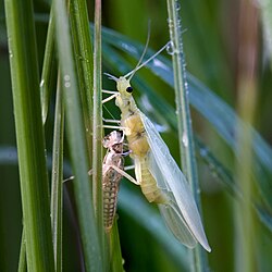 Steinfliege Isoperla sp2.jpg