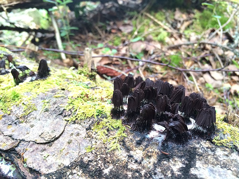 File:Stemonitis fusca i utvecklingfas II, Nordmaling.jpg