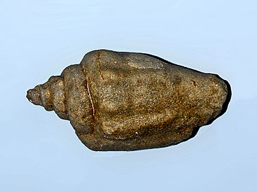 Fossil shell of Strombus radix Strombidae - Strombus radix.JPG