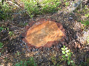 A stump of a pine one day after the tree was cut down.