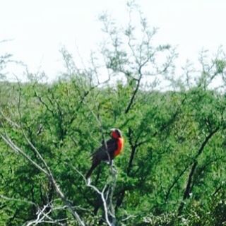 Pampas meadowlark Species of bird