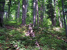 Файл:Stuzica_forest.JPG