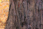 Thumbnail for File:Sugar Maple Acer saccharum Bark Horizontal 3008px.jpg