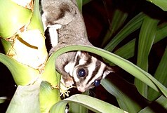 Short-headed gliding pouch (Petaurus breviceps)