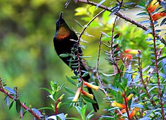 ♂ Nectarinia purpureiventris