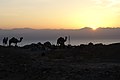 Sunrise up with camels near Nuweiba.jpg