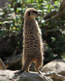 One of the meerkats in 2012. Suricata suricatta -Durrell Wildlife Park, Jersey, UK-8.jpg