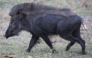 <span class="mw-page-title-main">Indian boar</span> Subspecies of wild boar