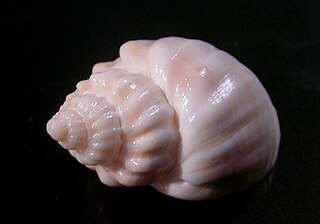 <i>Merica undulata</i> Species of gastropod