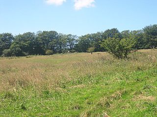 Sylvias Meadow Nature reserve in East Cornwall, England