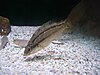 Symphodus cinereus.001 - Aquarium Finisterrae.jpg