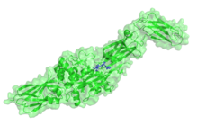 The active form of tissue transglutaminase (green) bound to a gluten peptide mimic (blue). PDB: 3q3z TG2 bound to gluten peptide mimic.png