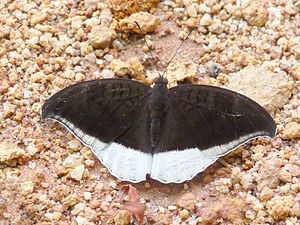 Tanaecia lepidea (Grey Count)