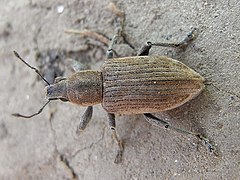 Description de l'image Tanymecus palliatus up.JPG.