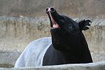 Belalai pada tapir