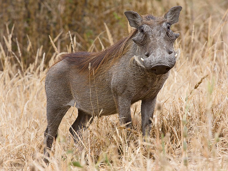 File:Tarangire Warzenschwein1.jpg