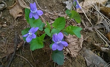 Hain-Veilchen (Common Dog violets)