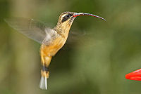 Rostbukig eremit i familjen kolibrier.