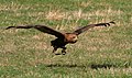 Terathopius ecaudatus juvenile (Bateleur)